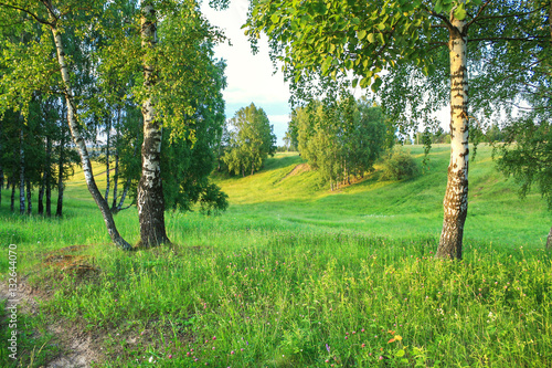 summer rural landscape with forest and  meadow on sunset. birch