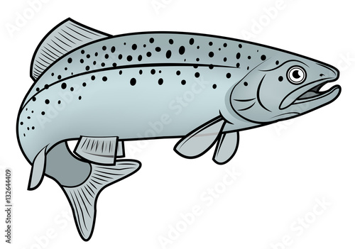 Atlantic salmon. Vector illustration