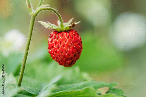 Red Wild Strawberries, Wild Strawberry. Growing Organic Wild Strawberry.