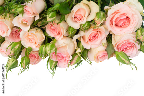 Pink blooming fresh roses with buds border isolated on white background © neirfy