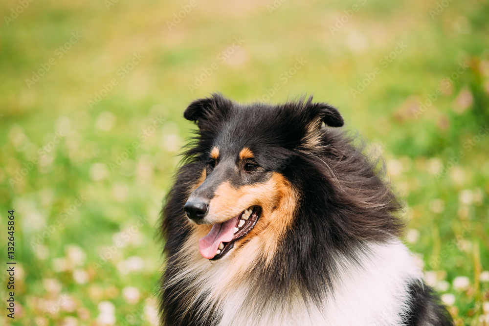 Portrait Of Tricolor Rough  Scottish Collie, Long-Haired Collie 