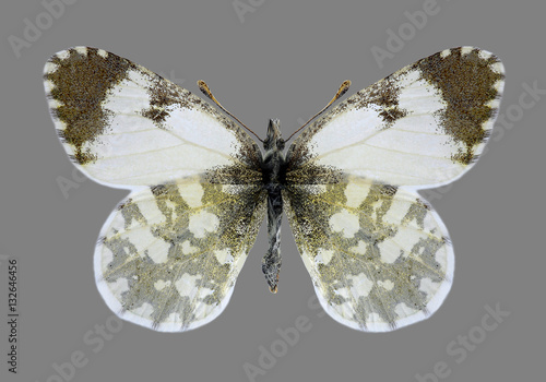 Butterfly Anthocharis gruneri (female) on a gray background photo