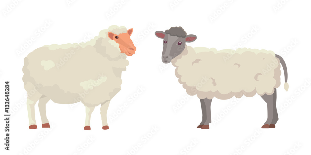 Vector set Cute Sheep and Ram isolated retro illustration. Standing Sheeps silhouette on white. Farm fanny milk young animals Vector set Cute Sheep and Ram isolated retro illustration. Standing Sheeps silhouette on white. Farm fanny milk young animals