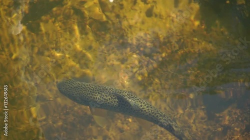 Under water shot of Brown trout swimming around a natural stream. The light catches them to show why they are called Brown trout.