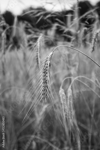 Wheat in a field