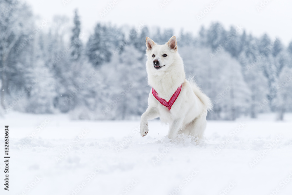 Hellbeiger Islandhund im Schnee mit rotem Geschirr