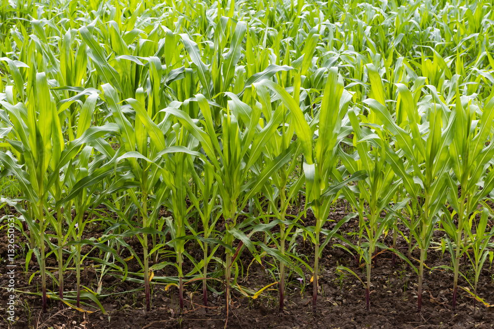 Obraz premium Crops of corn leaves.