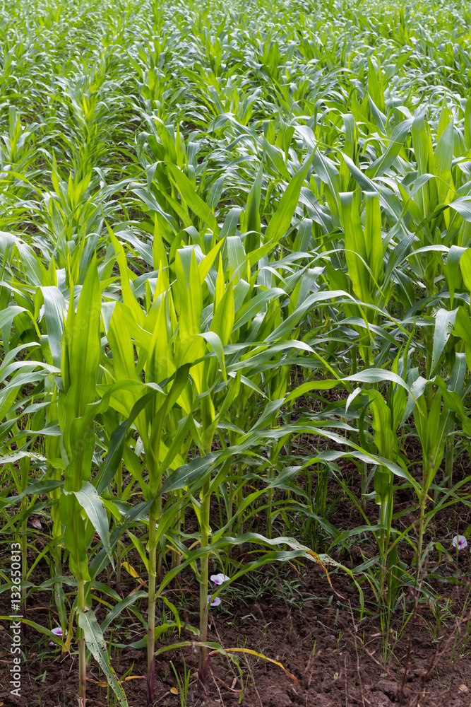 Crops of corn leaves. Crops of corn leaves.