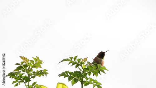 SD Video of one Allen's Hummingbird sitting in a tree top. Light blue cloudy sky background.
 photo