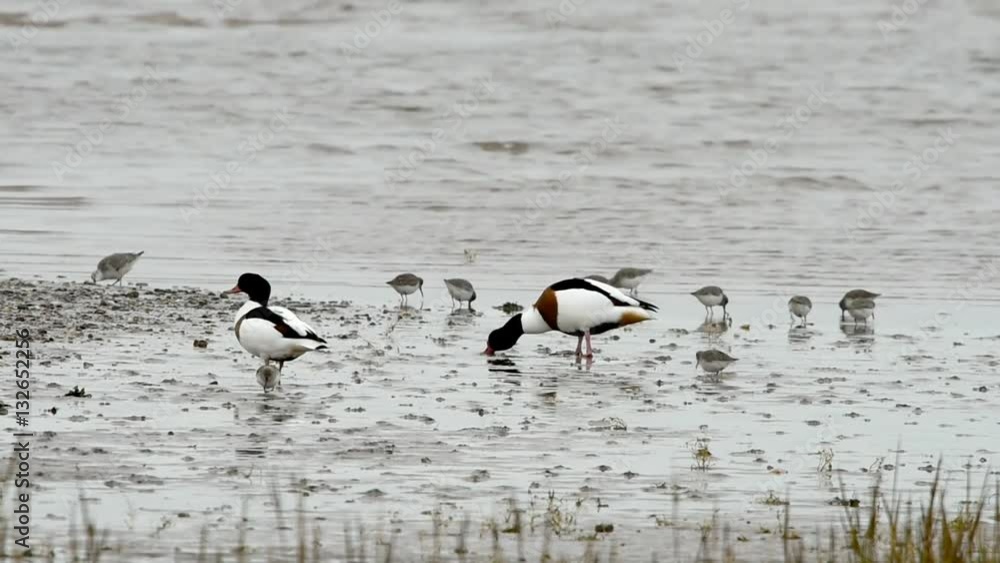 Common Shelduck - Shelducks from Dawlish Warren, England Common Shelduck - Shelducks from Dawlish Warren, England