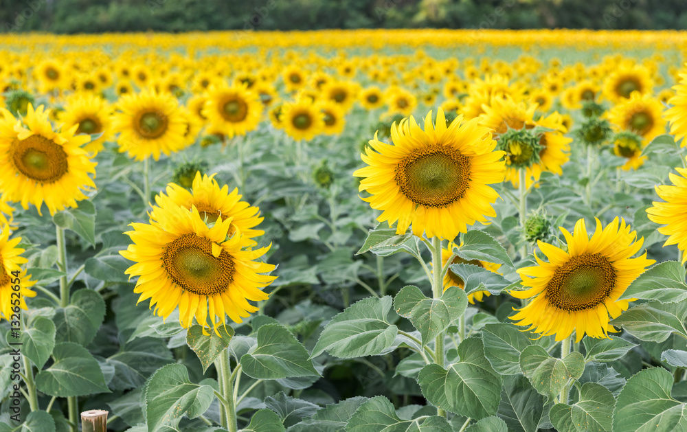 Fototapeta premium beautiful blooming sunflower field
