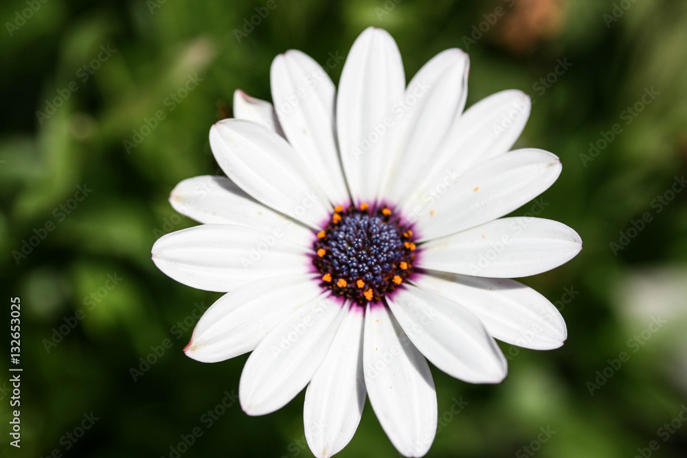 Fototapeta premium Pretty White Flower