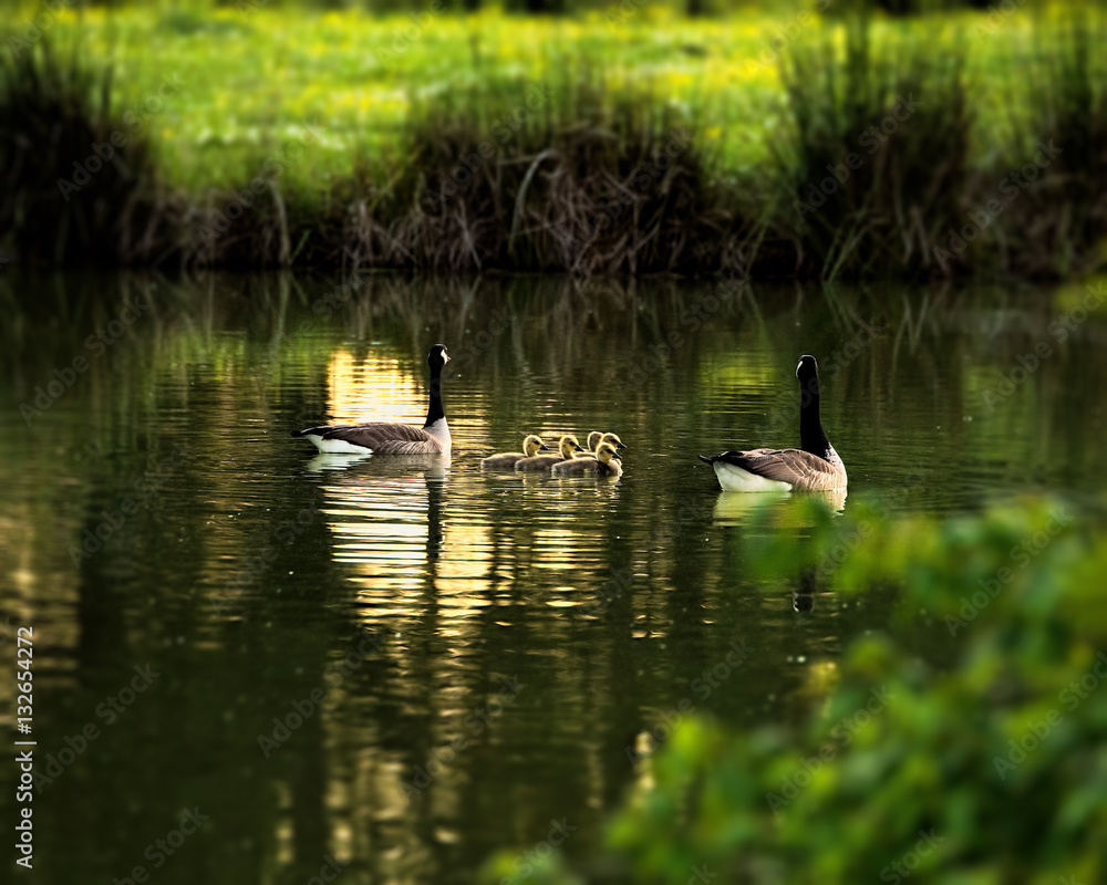 Obraz premium Backyard Geese