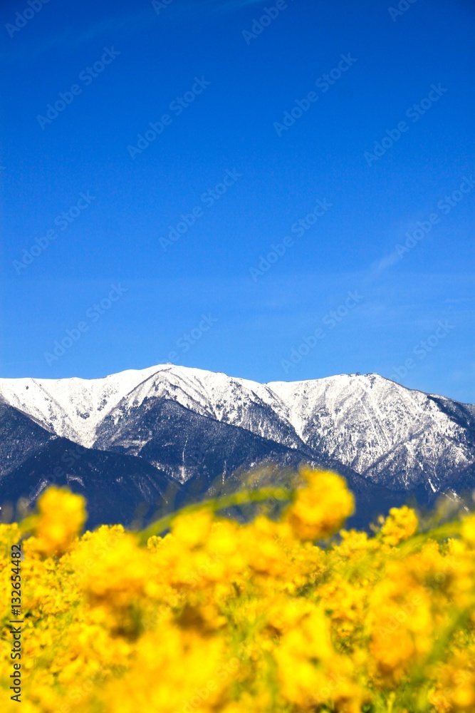 Fototapeta premium 菜の花と雪山