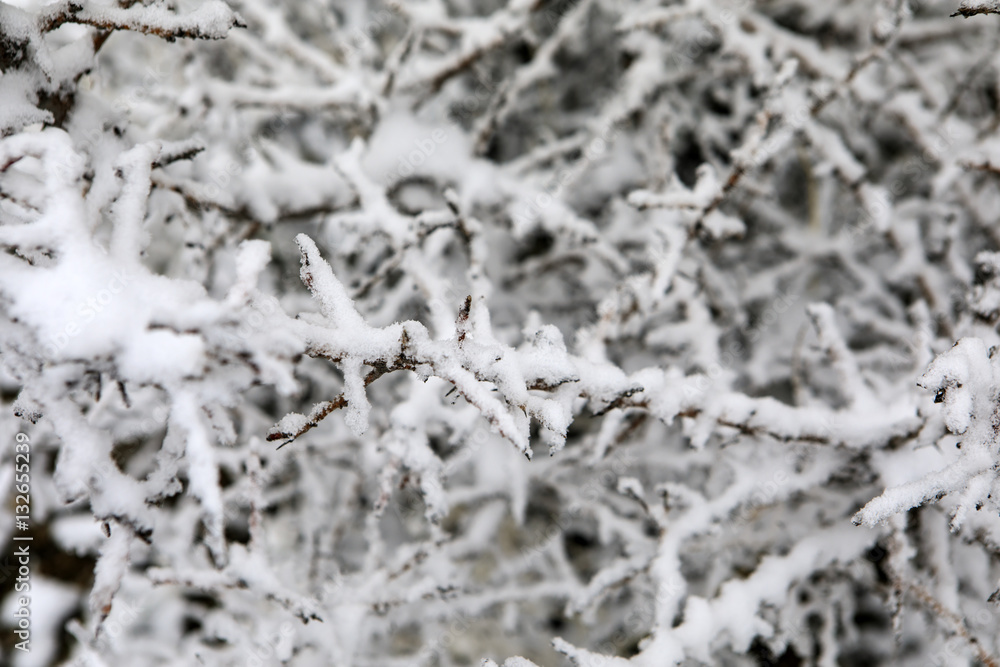 Obraz premium Frozen Branches