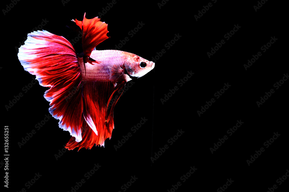 Siamese fighting fish Siamese fighting fish