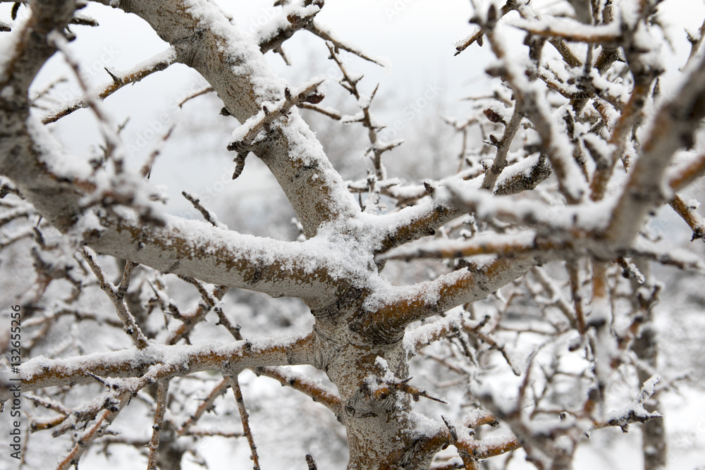 Frozen Branches Frozen Branches