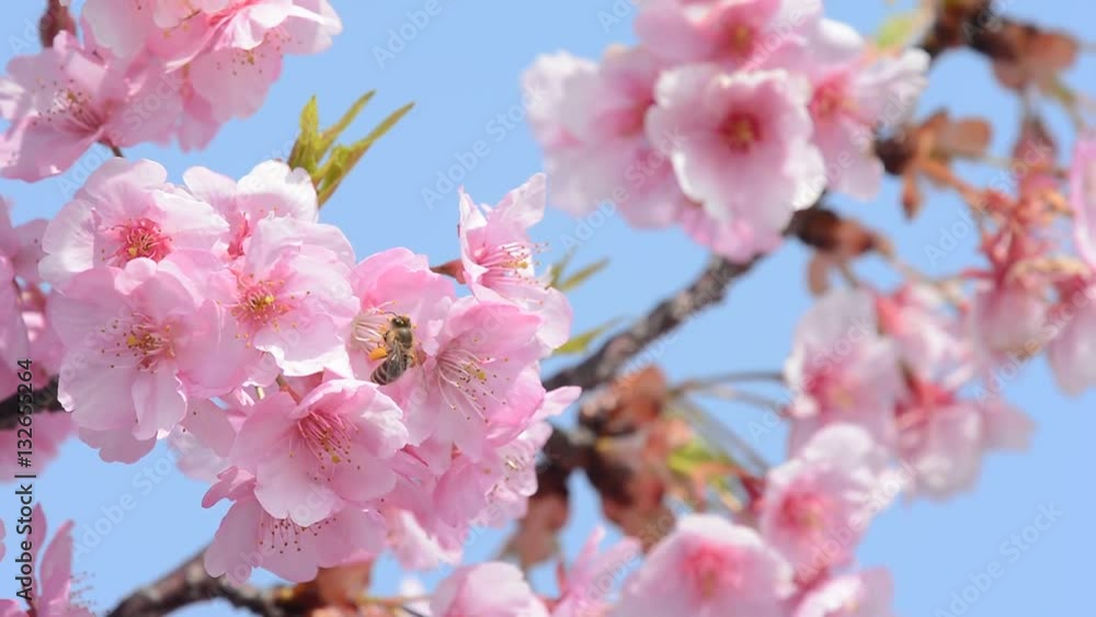 桜の花とミツバチ 桜の花とミツバチ