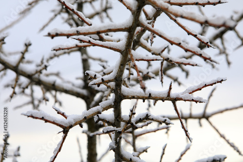 Frozen Branches © ellisia