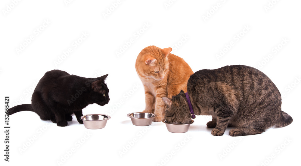 Three cats at their food bowls, one eating and two others watching her, on white
