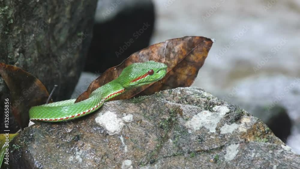 Green pit viper resting on the rocky floor close to the water in tropical stream Green pit viper resting on the rocky floor close to the water in tropical stream