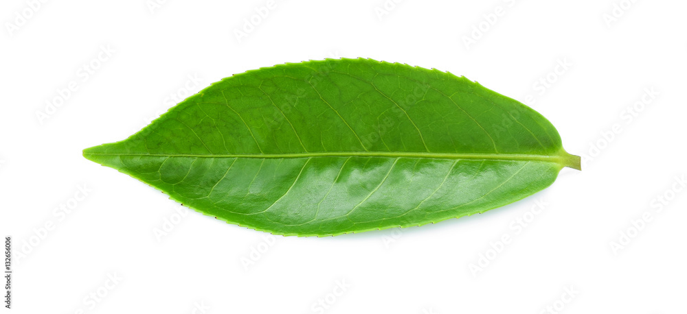 Obraz premium green tea leaf isolated on white background