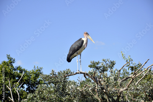 Фотография marabou stork
