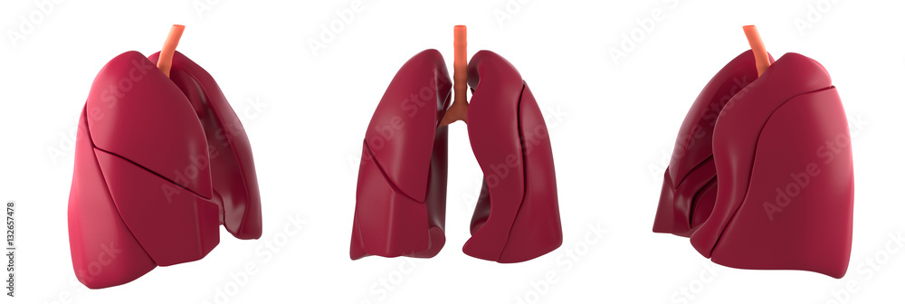 Human Lungs model, including side views Human Lungs model, including side views