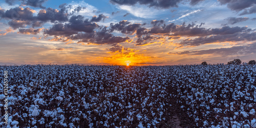 Sunset Over a Cotton Field