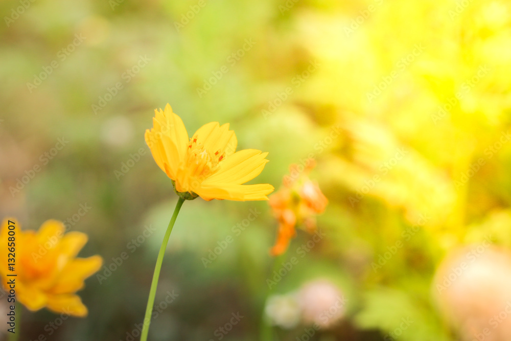 yellow flowers sunset background yellow flowers sunset background