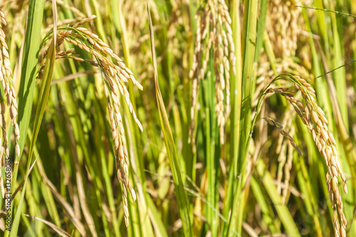 Paddy rice field close up grain seed at north Thailand.