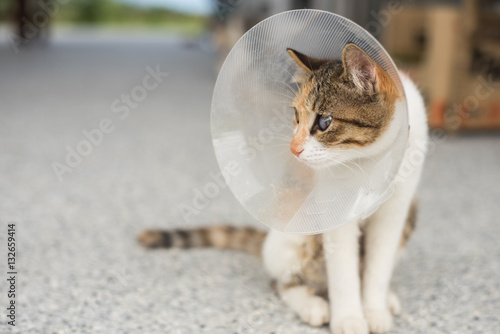 little cat with Elizabethan collar
