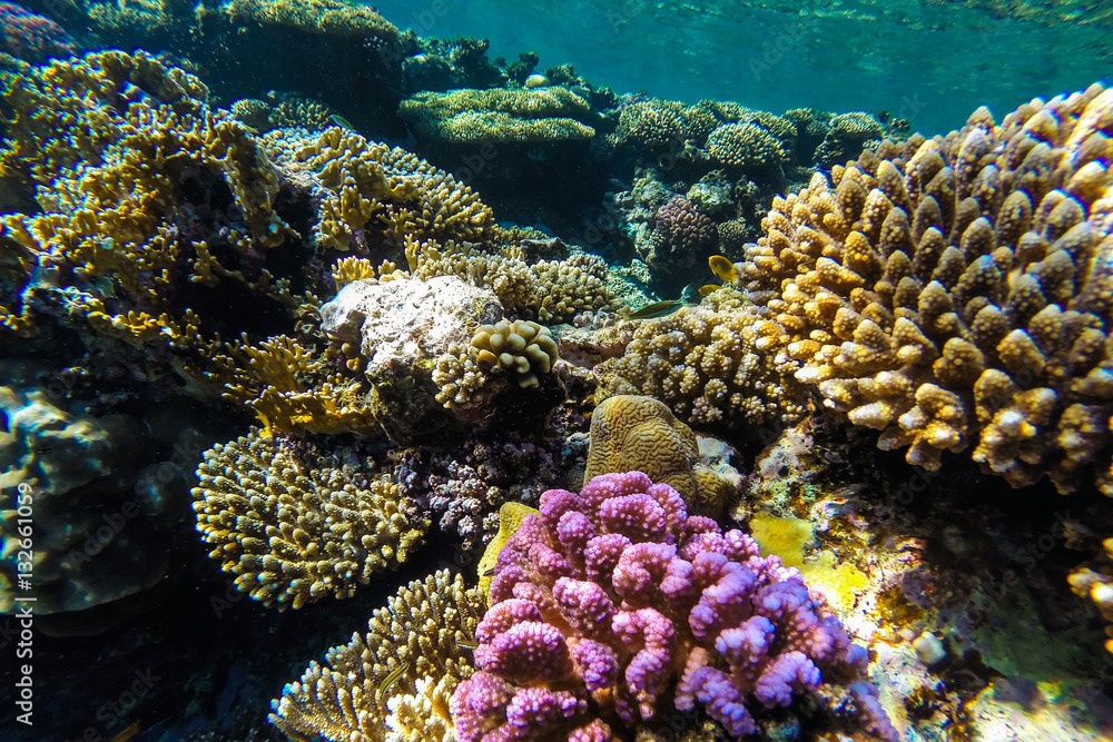 Obraz premium red sea underwater coral reef