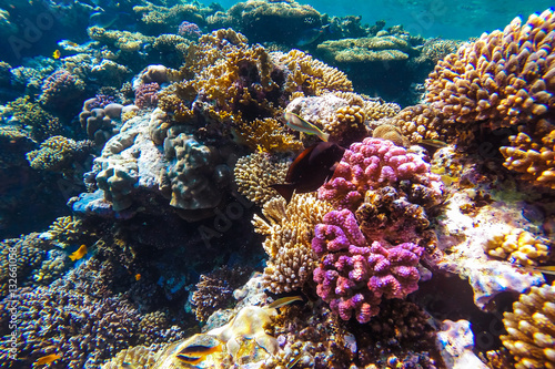 podwodne rafa koralowa morze czerwone