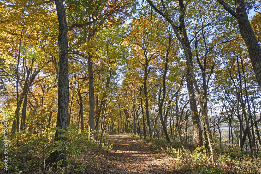 Fototapeta premium Walk Through a Fall Forest