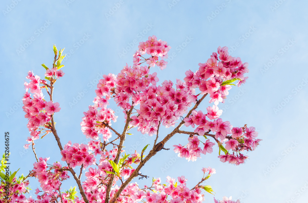 Japanese sakura cherry blossom with soft focus on blue sky Japanese sakura cherry blossom with soft focus on blue sky