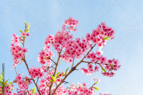 Japanese sakura cherry blossom with soft focus on blue sky