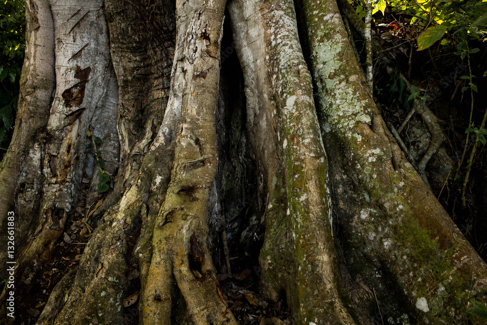 Trunk