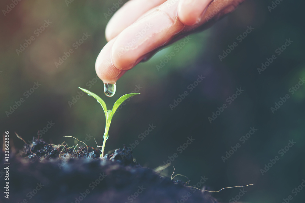 close up woman hand watering a green young plant - obrazy, fototapety, plakaty 