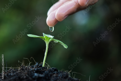 close up woman hand watering a green young plant