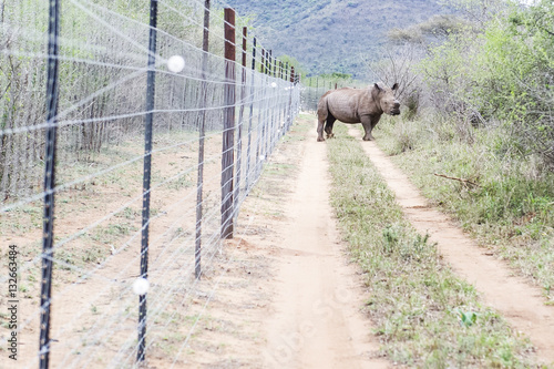 Dehorned White Rhino at a electrified boundary  fence