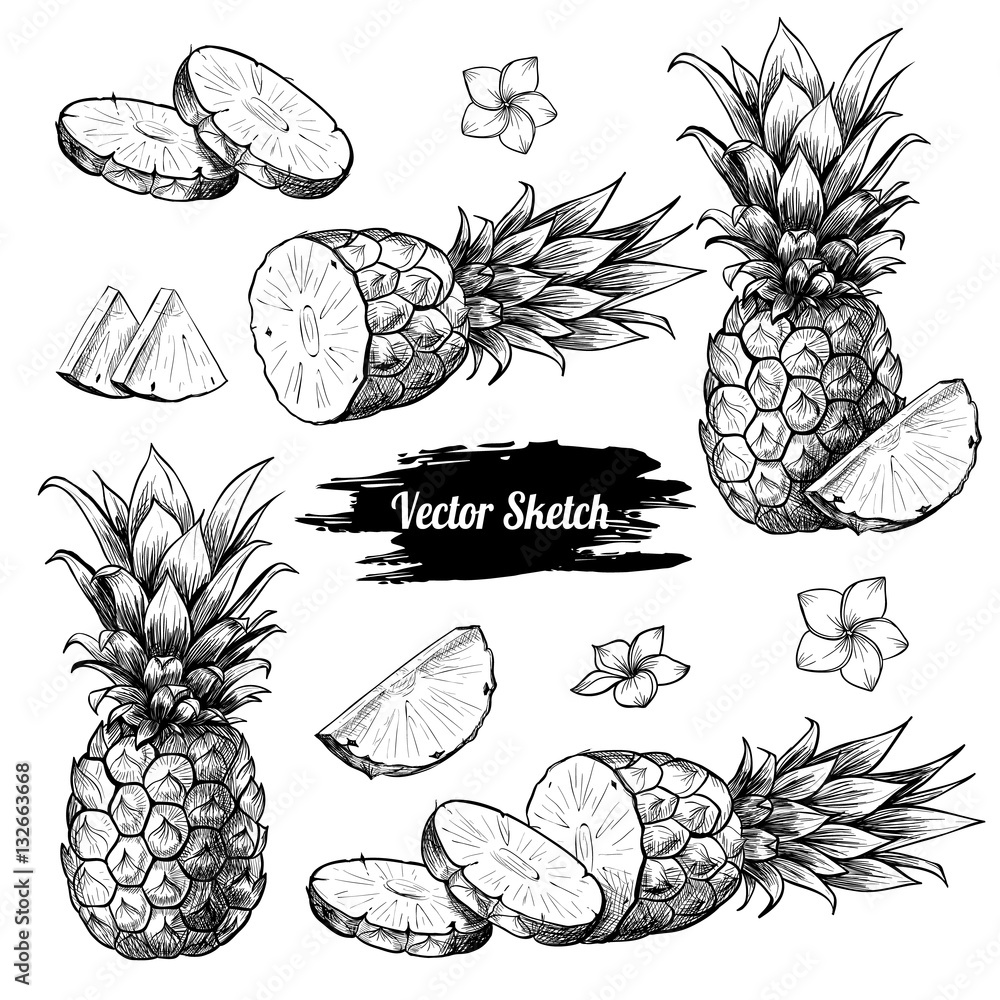 Vector pineapples hand drawn sketch with flowersf. Sketch vector tropical food illustration. Vintage style Vector pineapples hand drawn sketch with flowersf. Sketch vector tropical food illustration. Vintage style