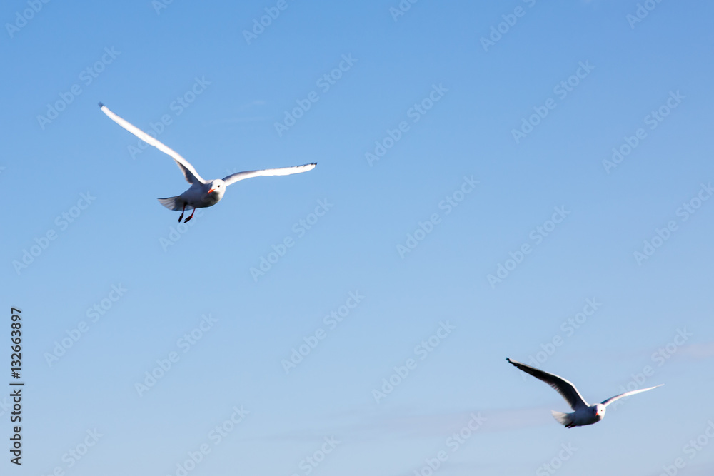 Fototapeta premium Seagulls fly over the sea on the background of the lighthouse an