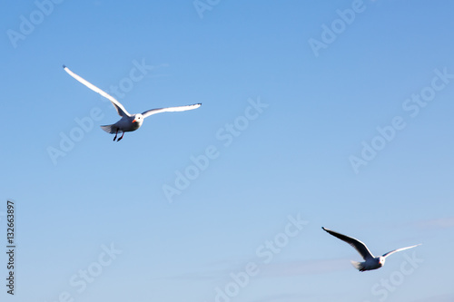 Seagulls fly over the sea on the background of the lighthouse an
