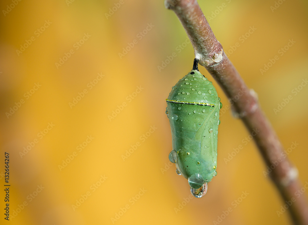 Fototapeta premium Monarch butterfly pupae covered in morning dew on milkweed branch. Closeup with copy space. 