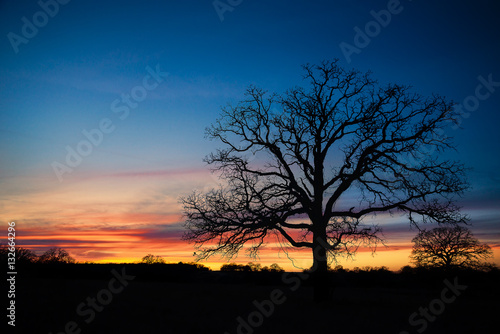 Texas winter sunset over pasture © leekris