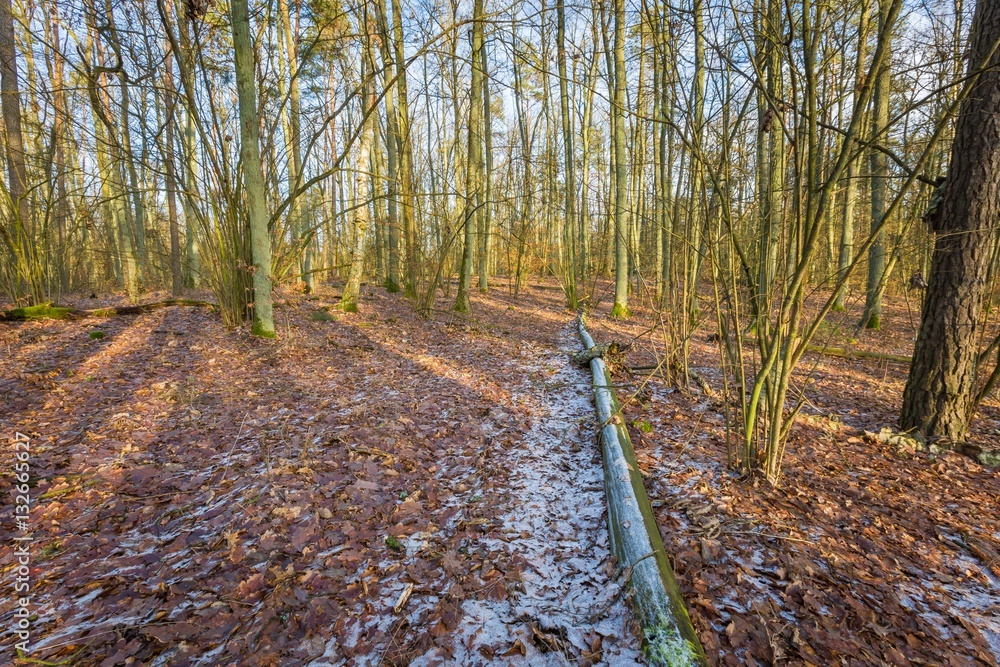 Fototapeta premium Winter or late autumnal forest