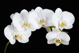 The branch of white orchid on a black background