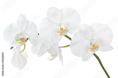Fototapeta Naklejka Na Ścianę i Meble -  The branch of orchids on a white background