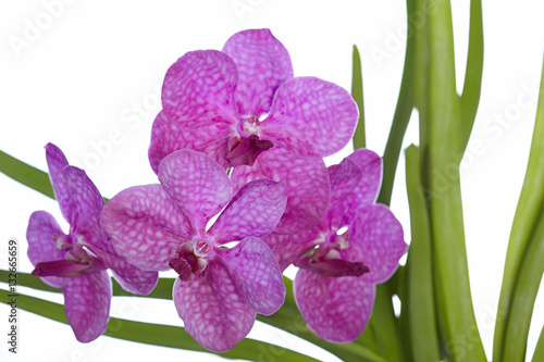 The branch of purple orchid